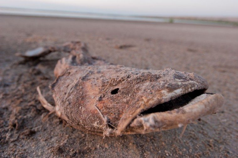 Dead catfish at San Angelo's OC Fisher Reservoir