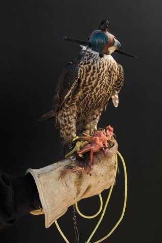 Falconry