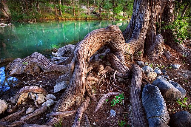 Cypress roots along Blanco River