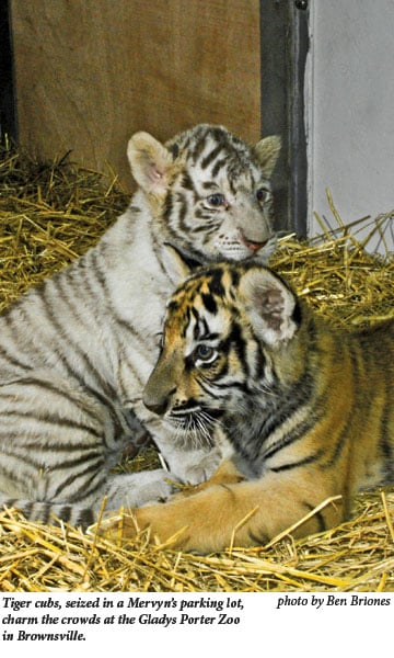 Tiger cubs seized in a Mervyn's parking lot