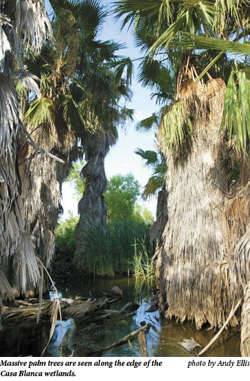 Massive palm trees are seen along the edge of the Casa Blanca wetlands.