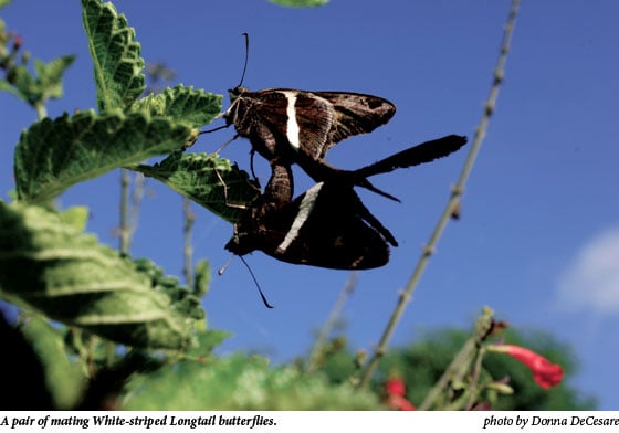 A pair of mating White-striped Longtail butterflies.
