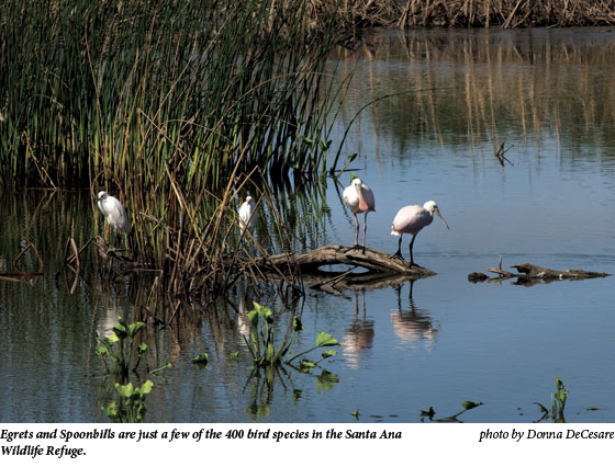 Egrets and Spoonbills are just a few of the 400 bird species in the Santa Ana Wildlife Refuge.