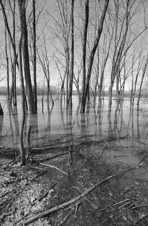 Muddy water bayou