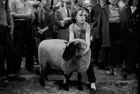 Contestant with her prize sheep at Austin Fat Stock Show