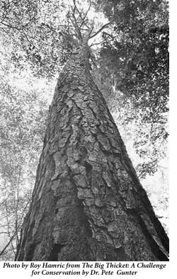 A Large Tree