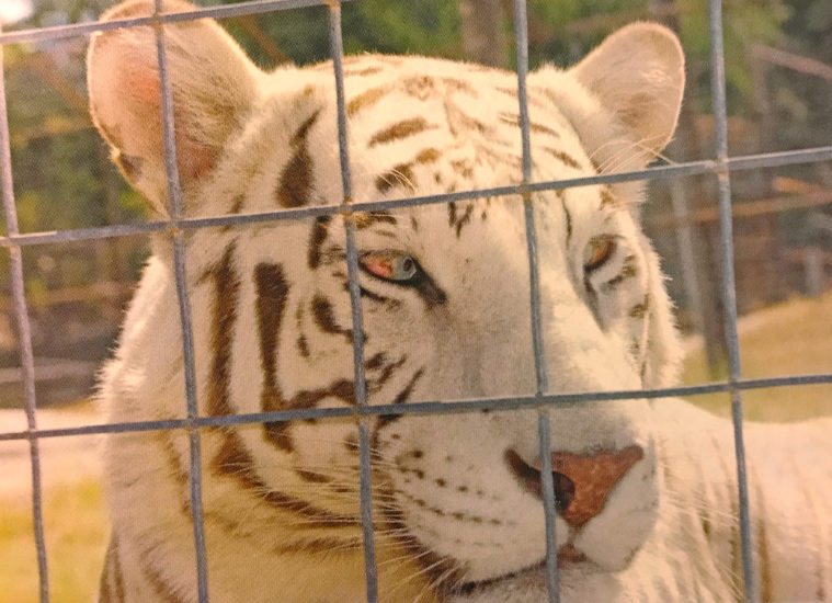 A white tiger at the International Exotic Animal Sanctuary.