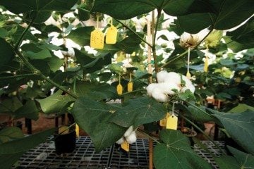 Cotton varieties in the laboratory of Jane Dever are tagged and tested for fiber length and quality, and tolerance