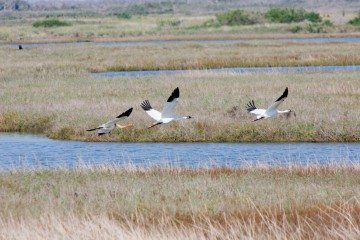 Whooping cranes return to Aransas for the 2009-2010 winter.