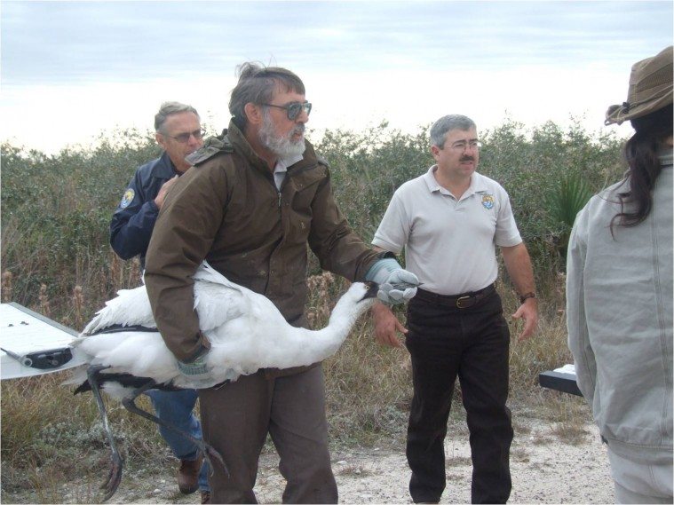 Tom Stehn, Whooping Crane Coordinator at Aransas National Wildlife Refuge transports emaciated crane (that later died in transport to emergency care).