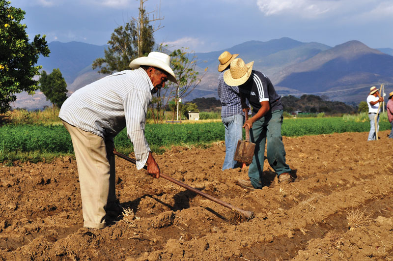 Planting amaranth in San Isidro.