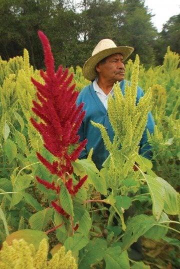 Farmer Don Chelis in his amaranth field.