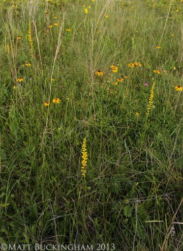 Deer Park Prairie.