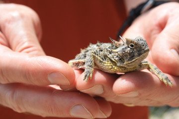 Image result for horny toad