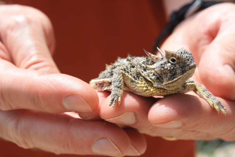 A horned lizard found in Karnes City during a door-to-door survey of homeowners. This lizard was found near another lizard that had been radio-collared on a previous survey.