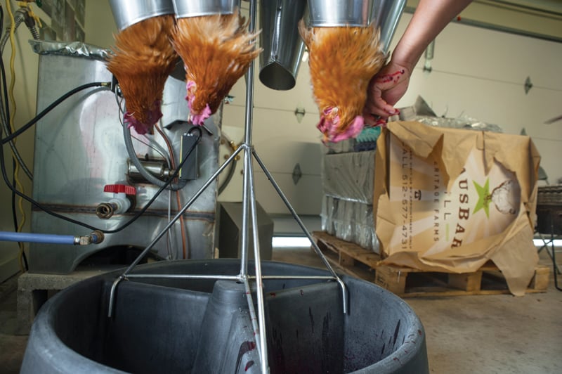 Chicken processing at HausBar Farms in East Austin.