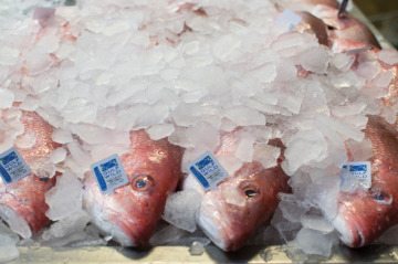 Northern red snapper for sale at Katie’s Seafood Market in Galveston. Each fish is tagged with a GulfWild identification marker, which traces the fish to the boat it was landed on and the area of the Gulf of Mexico in which it was caught.