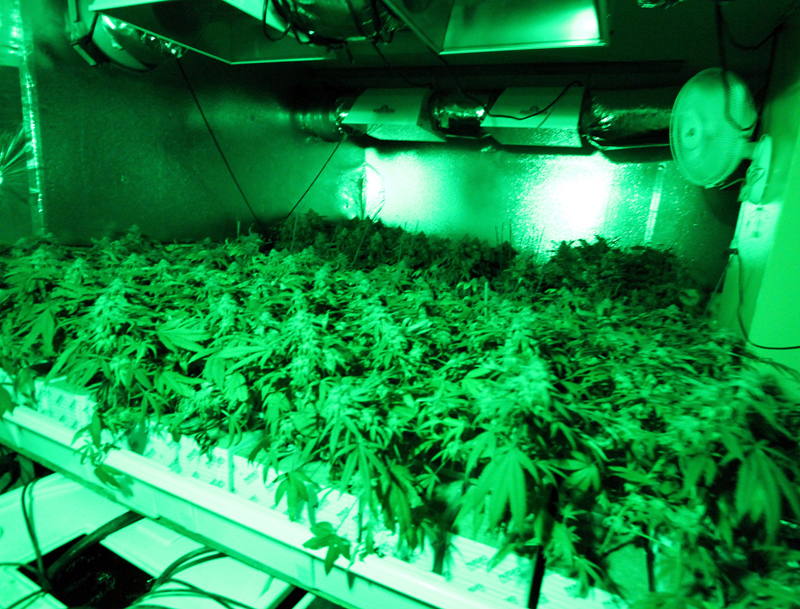 A hydroponic garden growing medical marijuana.
