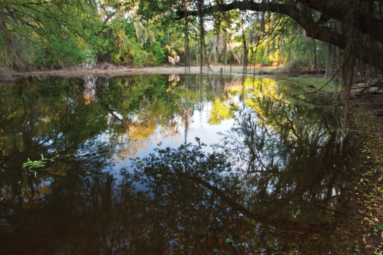 freshwater pond - santa ana national wildlife refuge