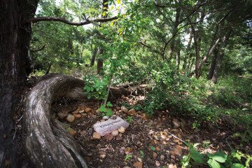 A simple memorial stone serves as the only visible marker for this shaded gravesite.