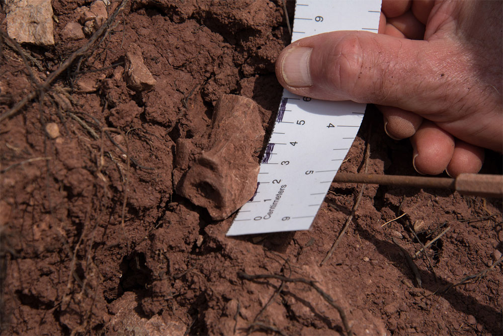 Dimetrodon vertebra 