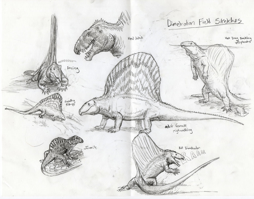 Dimetrodon field sketches 