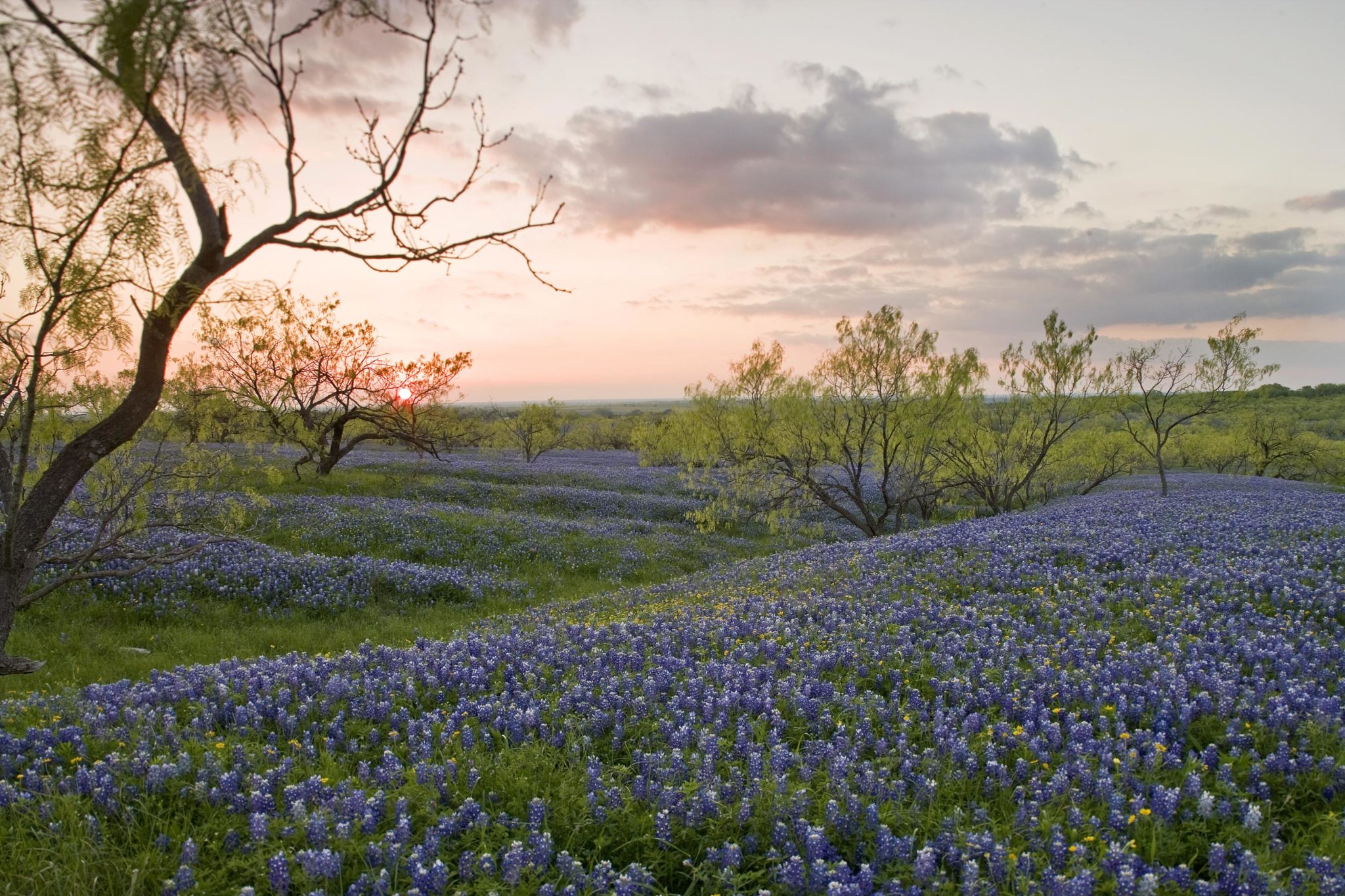 Texas wildflower