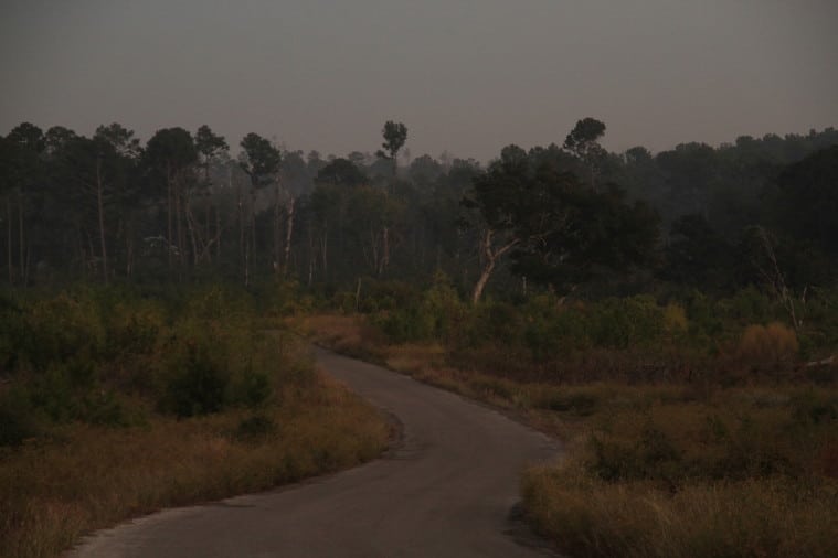 A road winds through Bastrop State Park, where smoke rises from burned pine trees.