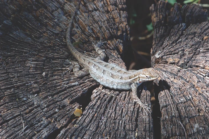 A female rose-bellied lizard with a long tail sits on a tree stump.