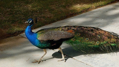 Peafowl