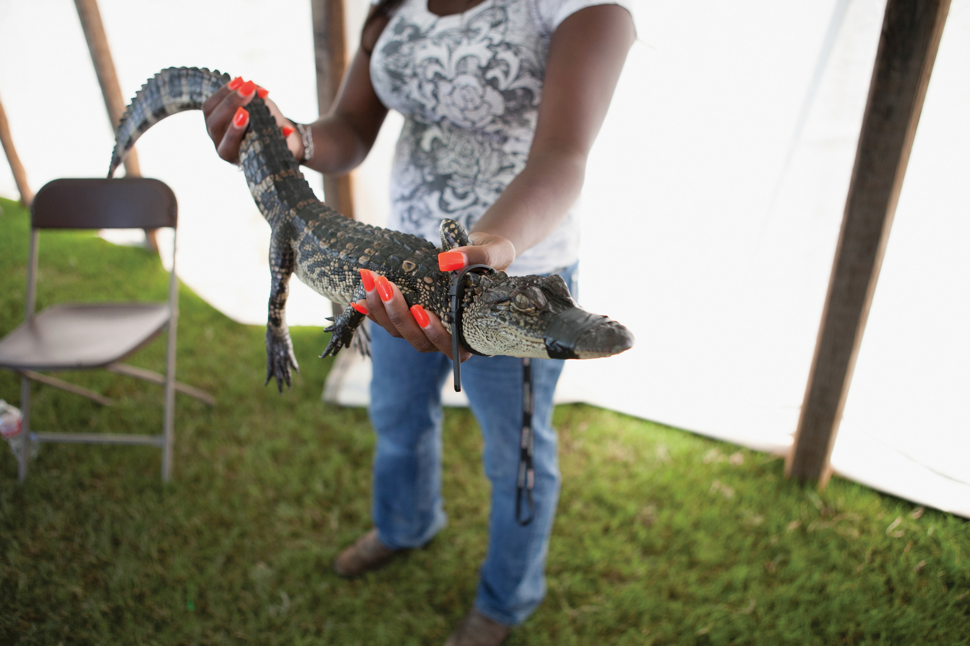A baby alligator at the 2015 Gatorfest