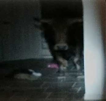 A bull broke into one Lamesa family's home.
