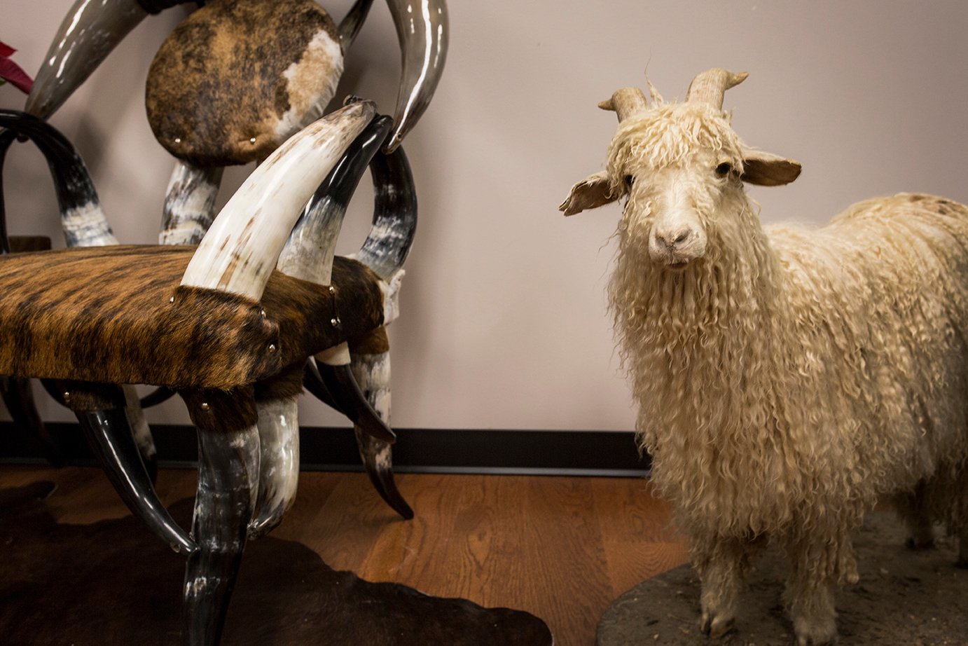Western furniture and taxidermy are the main themes of Miller's newly outfitted lobby and office. 
