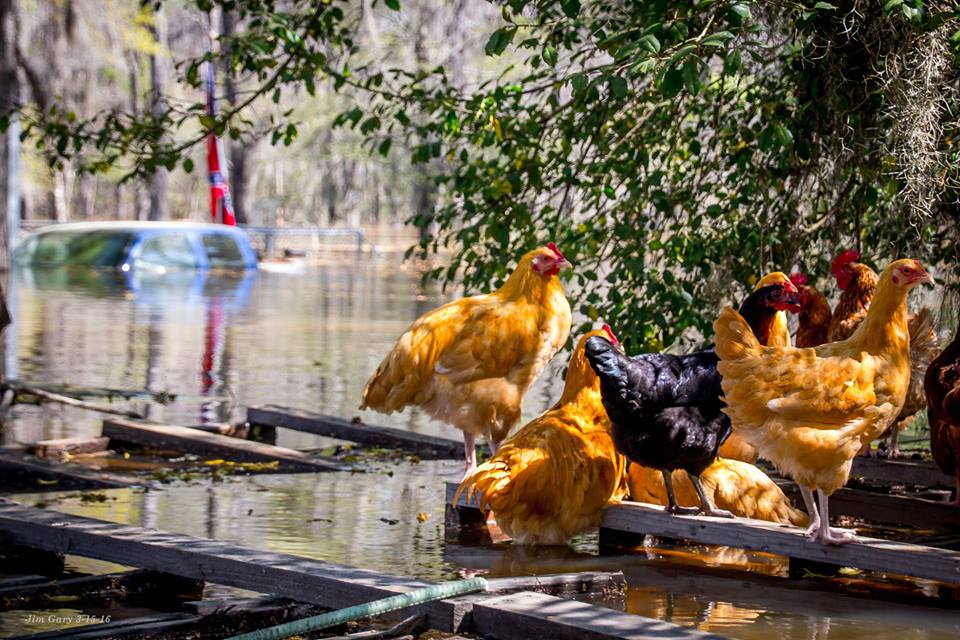 Flooding in Uncertain, Texas on Caddo Lake in March 2016.