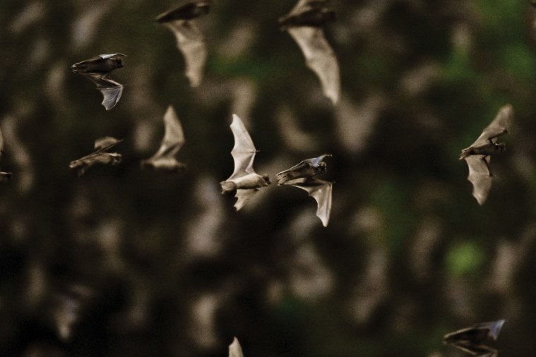 Mexican free-tailed bats take flight from Bracken Cave.