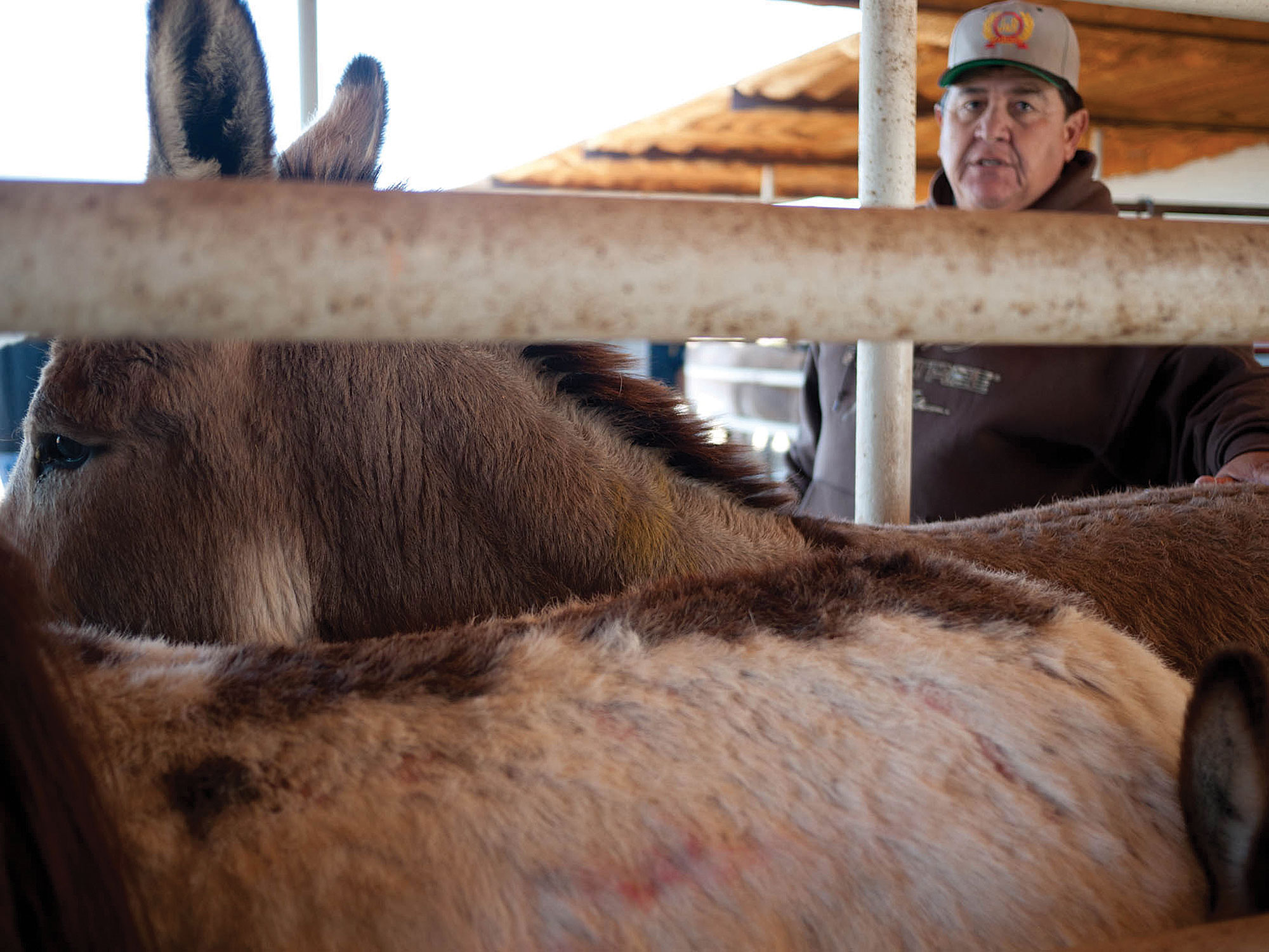 Ruben Brito, the co-owner of J&R Stockyards in Presidio, moves animals into a narrow holding cell where they await inspection from Mexico's federal agriculture department.