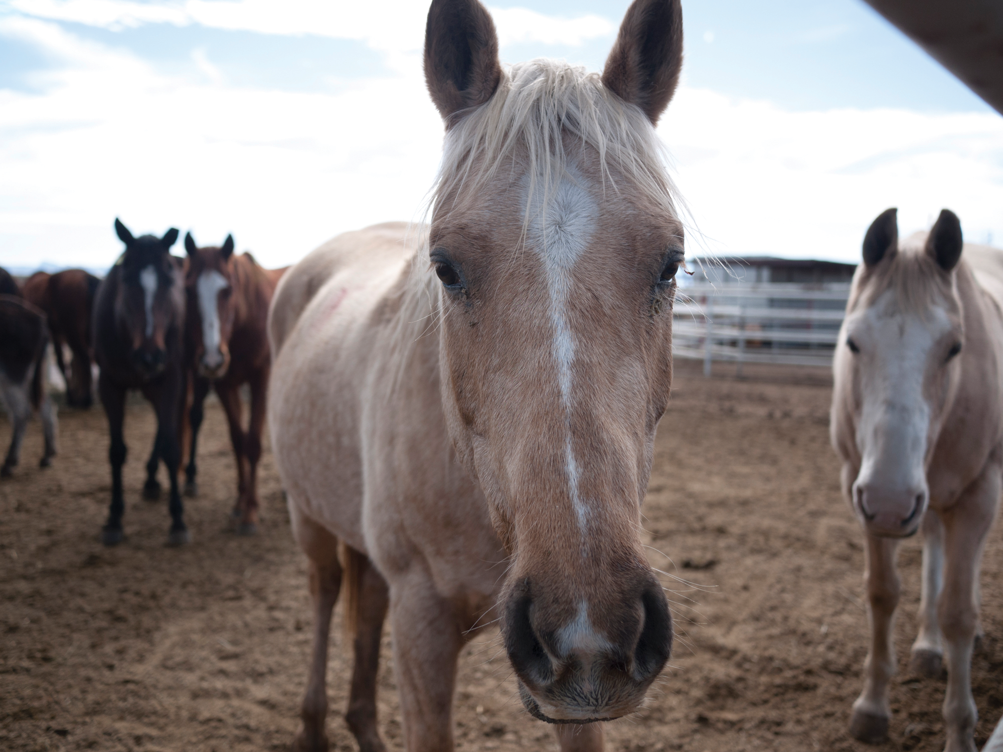 Businesses like Presidio's J&R Stockyards, where horses are inspected before being transported to Mexico for slaughter, have cropped up along the border.