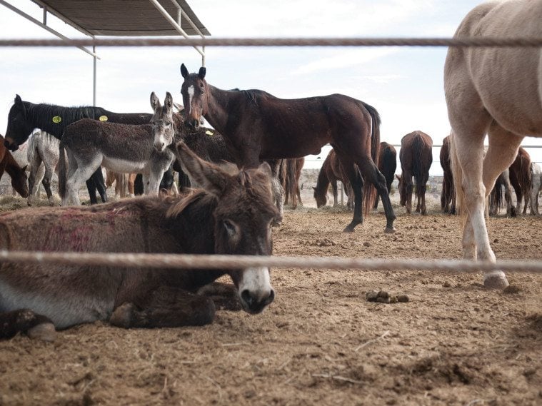 A Presidio stockyard where horses and burros are inspected before being transported to Mexico for slaughter.