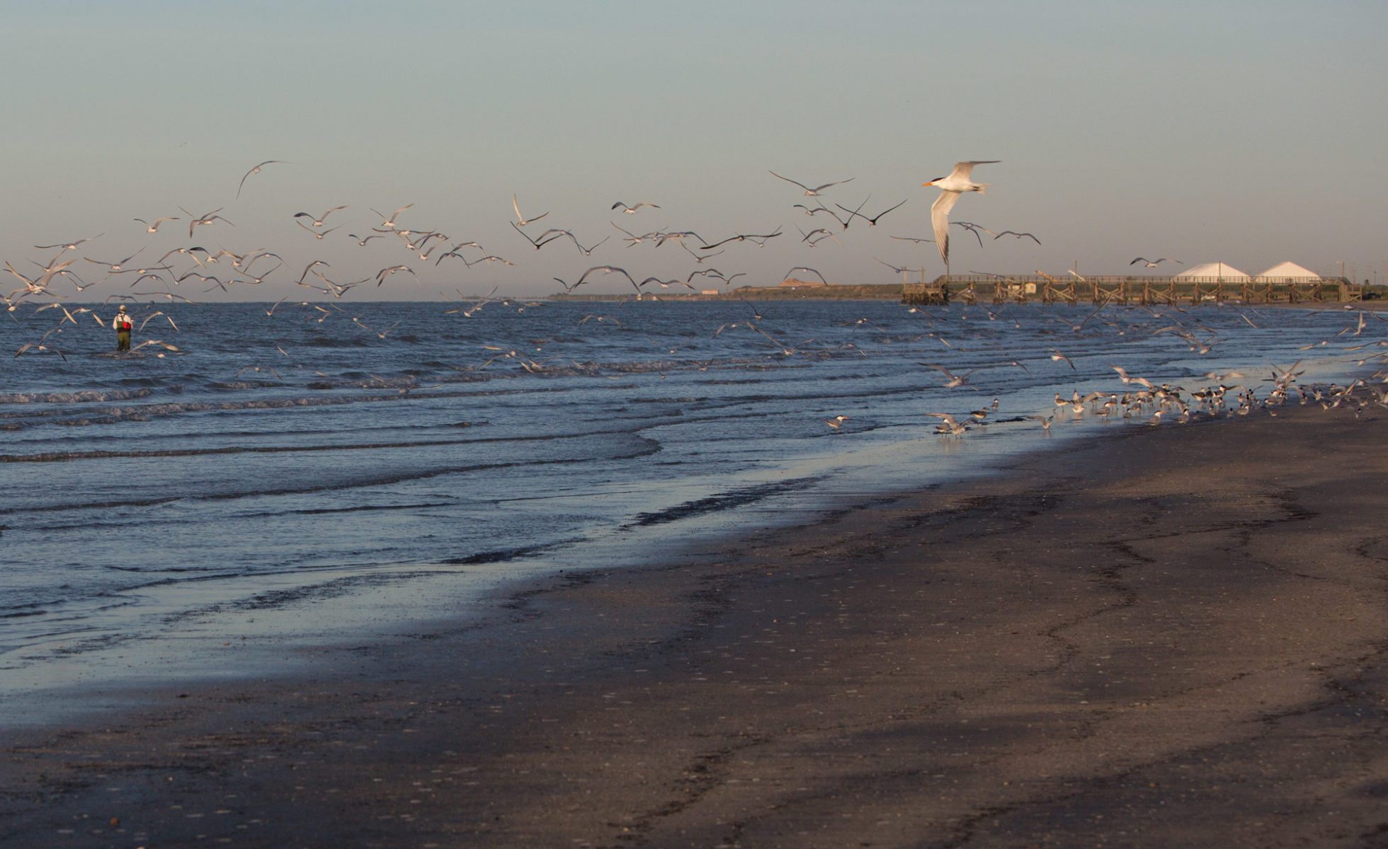June 2016 feature, Quintana, gulf of Mexico, Freeport LNG, petrochemicals, beach, birds