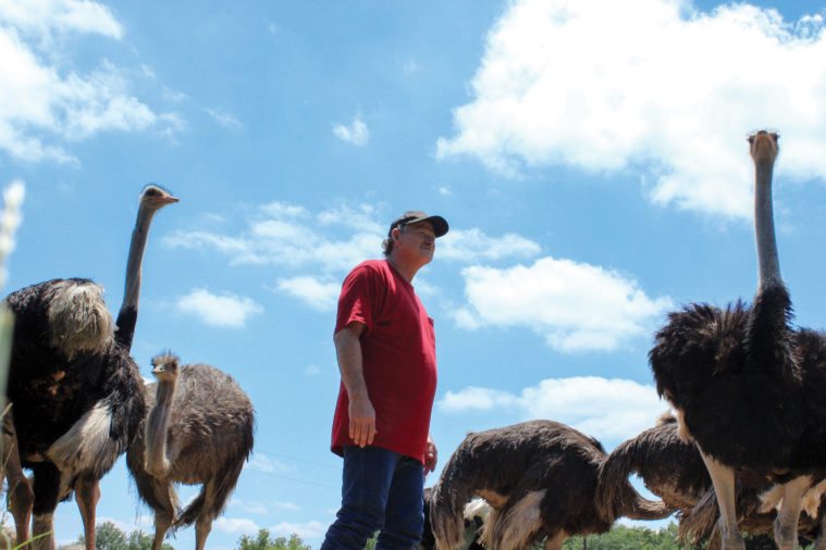 July 2016 postcard ostrich farm