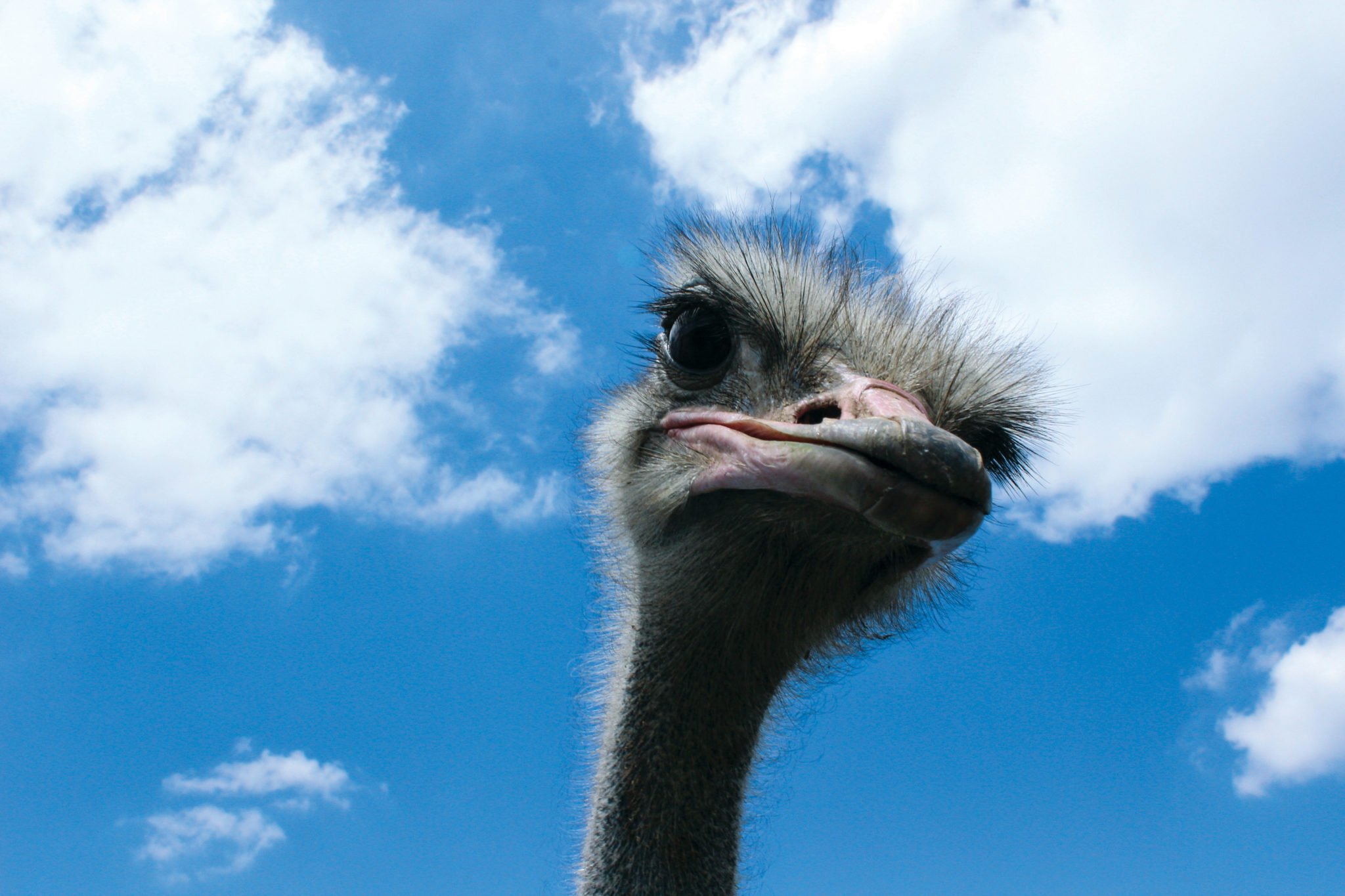 July 2016 postcard ostrich farm