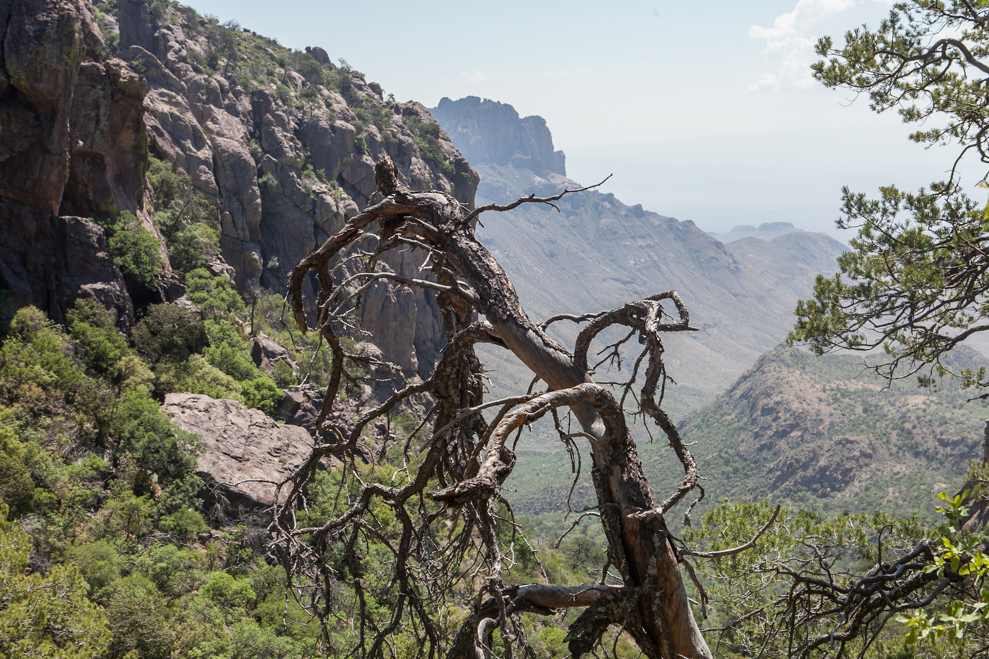 A dead piñon pine in Boot Canyon in Big Bend National Park.