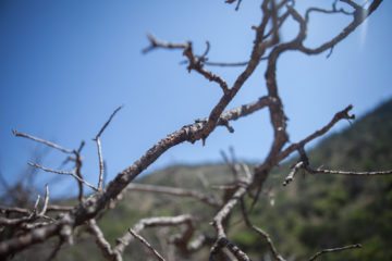 A dead branch of piñon pine in Big Bend National Park.