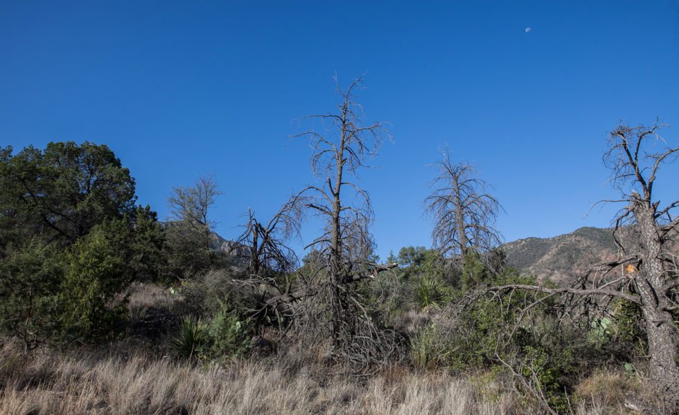 Dead piñon pines near Boot Canyon in Big Bend National Park.