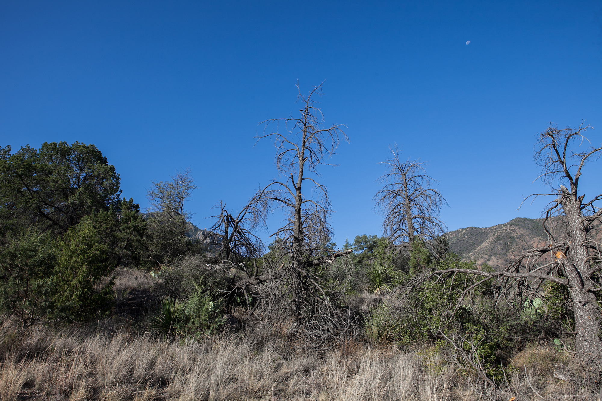 Dead piñon pines near Boot Canyon in Big Bend National Park.