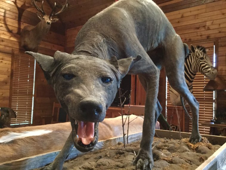 Chasing the Chupacabra, a Lone Star State Legend