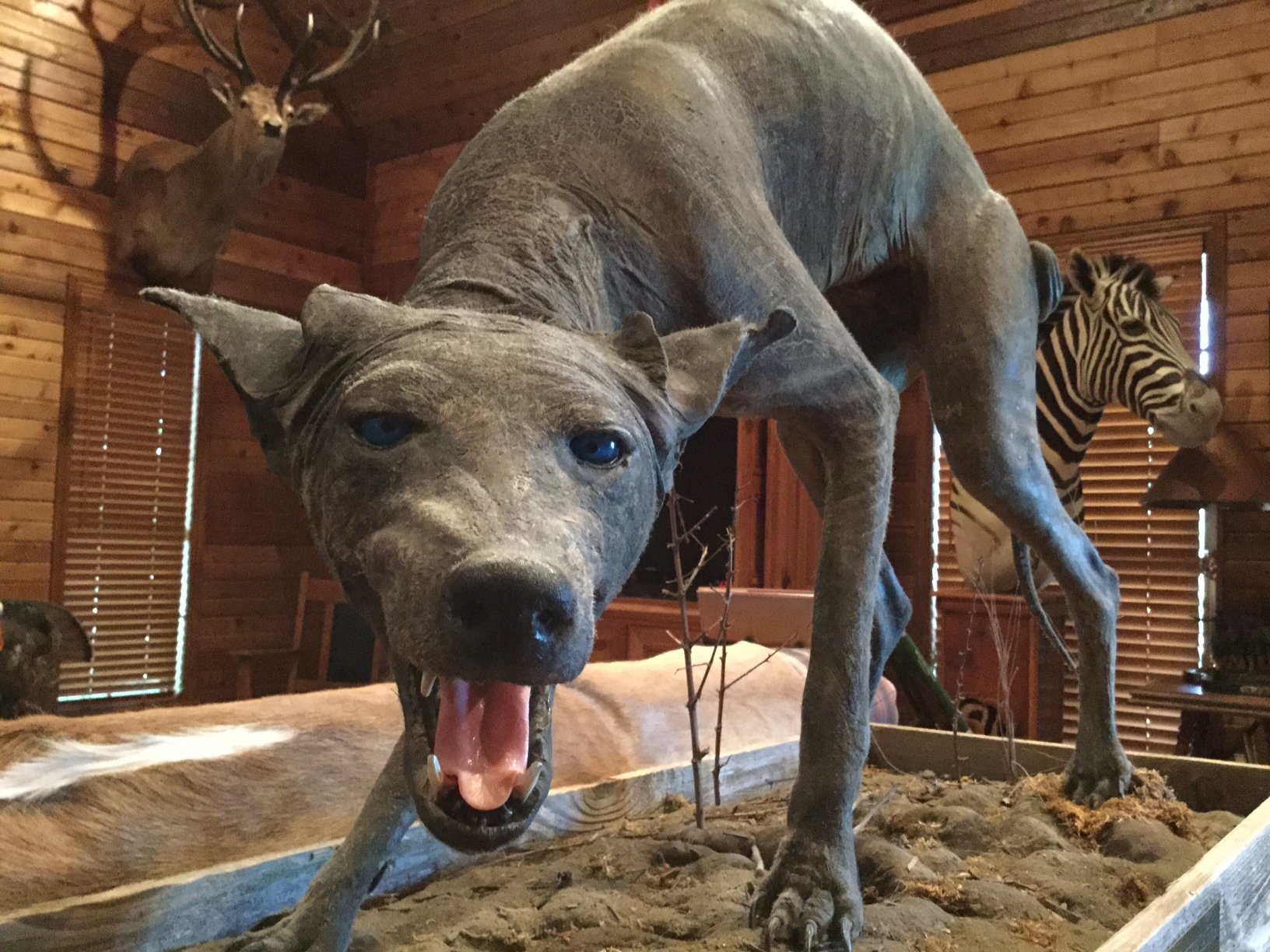 Cuero rancher Phyllis Canion insists this creature — which experts say is a coyote — is an authentic Texas chupacabra.