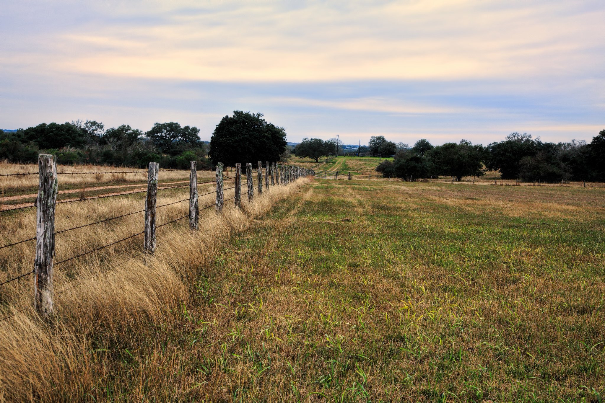 Ranch land in DeWitt County, Texas. Illustration for chupacabra story.