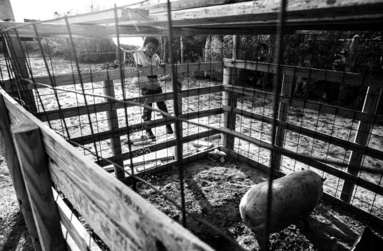 Border Colonia, boy, pig