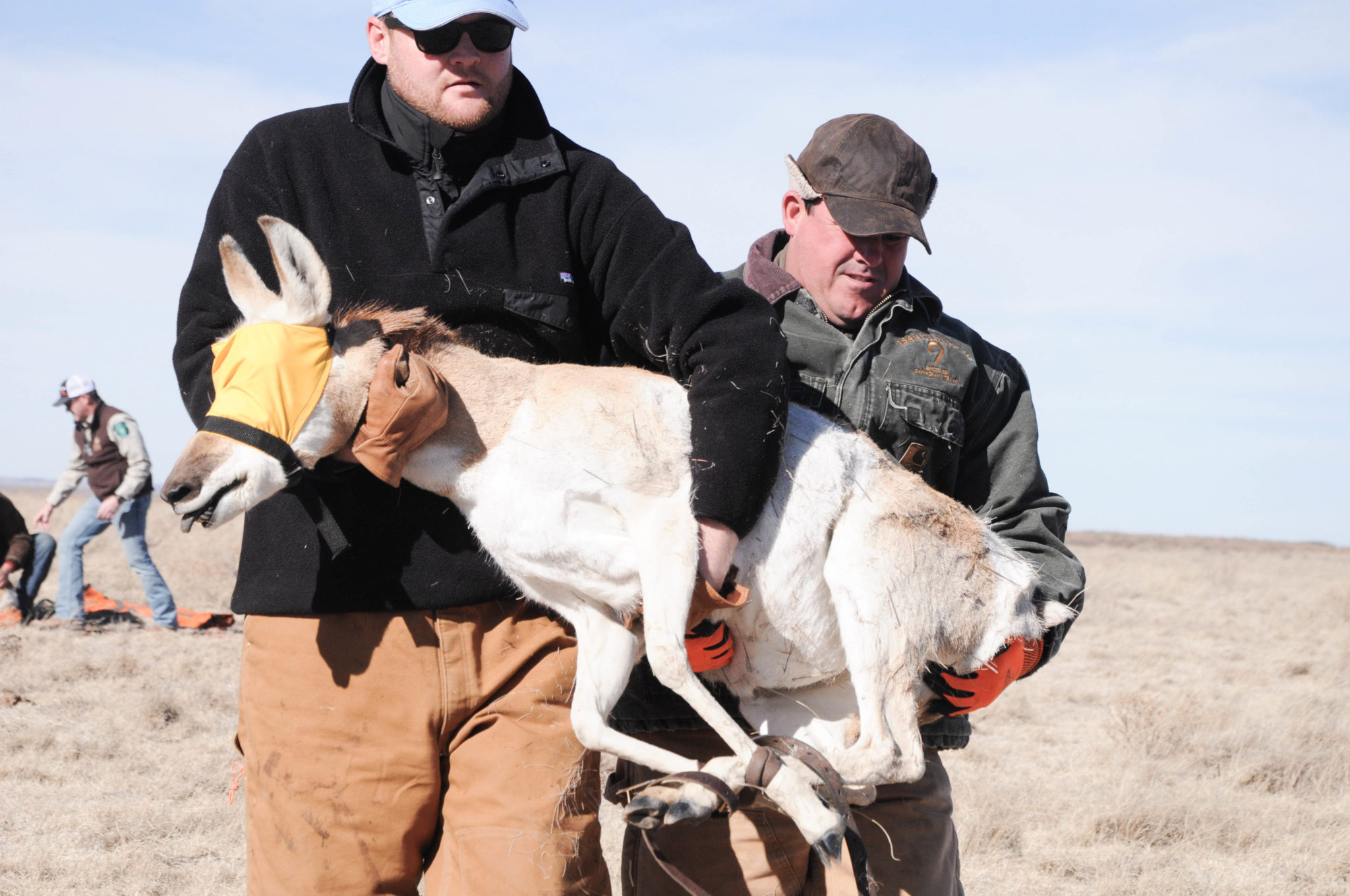 Two volunteers help transport a captured pronghorn to a makeshift service station, where it will receive a variety of injections, including de-wormers and vitamins.